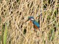 Kingfisher on a reed watching us as we cruise past! This is on the far side of Tixall Wide - Location: Tixall Wide - Canal: Staffs and Worcester