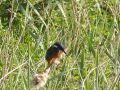 Another shot of the same kingfisher - he was probably barely 10 feet from us as we passed! - Location: Tixall Wide - Canal: Staffs and Worcester