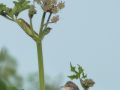 Male whitethroat on territory. - Location: Mops Farm Bridge - Canal: Staffs and Worcester