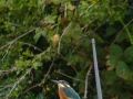 Kingfisher perched on a boat's tiller - Canal: Macclesfield