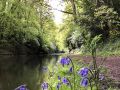 Wild native bluebells, looking lovely. - Location: Grand Union canal, north of Kingswood Junction. - Canal: Grand Union