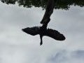 Cormorant drying his wings against a stormy sky. - Location: River Severn, between Hayford and Stourport.