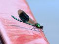 Male banded demoiselle perched on Debdale's side rail. - Location: Above Foxton locks - Canal: Grand Union - Leicester Arm