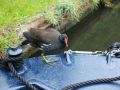 Moorhen on the stern of Debdale - it had walked aboard up the mooring rope as I stood on the stern and watched it - Location: Autherly Junction - Canal: Shropshire Union
