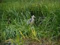 Heron beside the canal - Location: Just north of bridge 6 - Canal: Shropshire Union