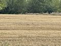 Spot the hare!