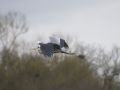 Heron in Flight - Location: Trent & Mersey - Fradley 
