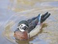 Manadrin? Duck - River Soar - Location: River Soar