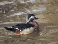 Mandarin? Duck - Location: River Soar