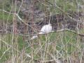 Albino Pheasant - Out of focus but qualifies as proof (I think) -Rob - Location: Caldon Canal - River Section