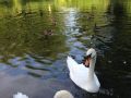 Breakfast with Swans - Early morning callers tapping on kitchen opening.

'They appeared to enjoy my bacon butty!" -Rob - Location: River Soar