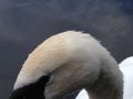 Bacon Butty Eater - Close Up

It always amazes me how suspicious Swans look at you! - Rob - Location: River Soar