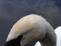 Bacon Butty Eater - Close Up

It always amazes me how suspicious Swans look at you! - Rob - Location: River Soar