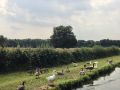 Water Fowl Line UP - 'Need to work on their formation!' -Rob - Location: Trent & Mersey 