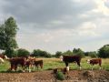 Mooo! - 'Not exactly wild, but pretty annoyed at us disturbing their drinking!' - Rob - Location: Trent & Mersey 