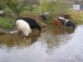 These cattle near Congleton were happily wading into the canal to drink! - Location: Congleton - Canal: Macclesfield