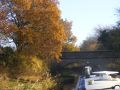 The colours along the canal are superb when the sun shines. The downside is leaves in the water giving rise to that bane of autumn cruising - claggy propeller! - Location: Bridge 65 - Canal: Macclesfield
